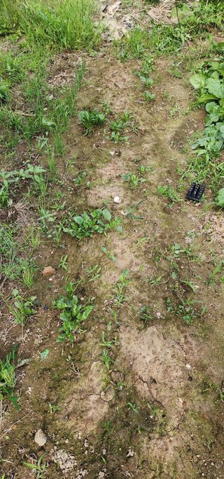 황동 여순모님의 상추 · 영농일지 작성글 사진