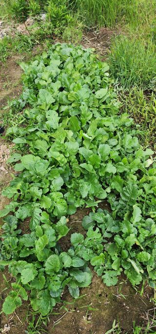 황동 여순모님의 상추 · 영농일지 작성글 사진