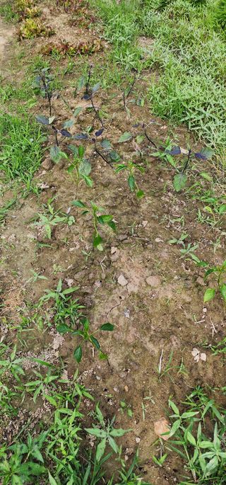 황동 여순모님의 상추 · 영농일지 작성글 사진