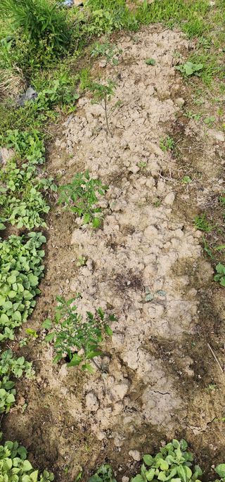 황동 여순모님의 상추 · 영농일지 작성글 사진