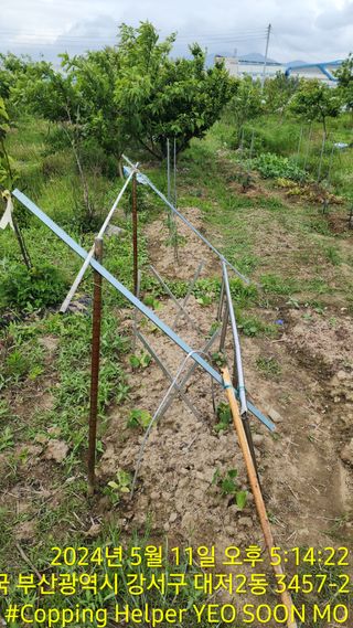 황동 여순모님의 상추 · 영농일지 작성글 사진