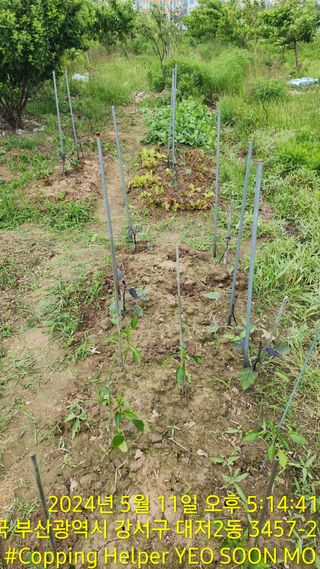 황동 여순모님의 상추 · 영농일지 작성글 사진