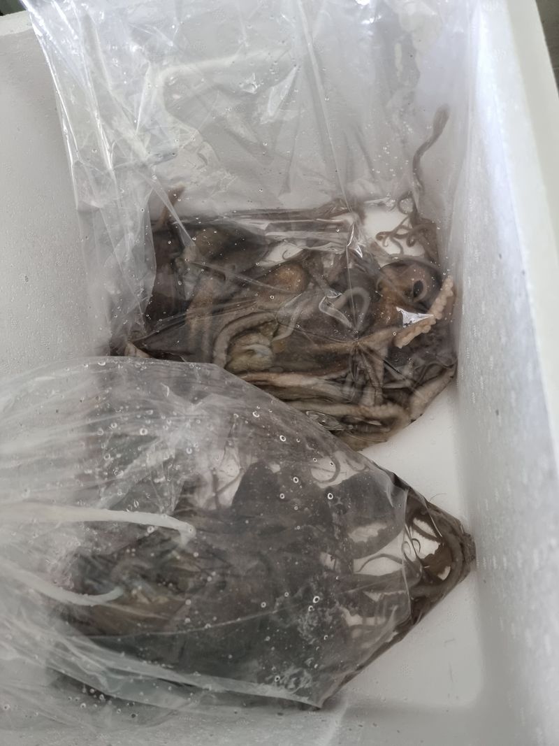 무안정농장님의 장터 판매 상품 [무안 뻘낙지 한접 소중대 섞어서20마리] 첨부 사진