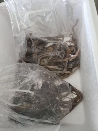 무안정농장님의 작성글 사진