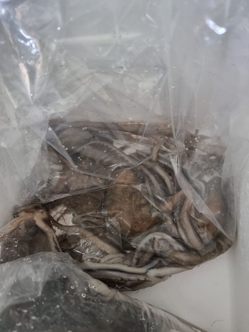 무안정농장님의 장터 판매 상품 [무안 뻘낙지 한접 소중대 섞어서20마리] 첨부 사진