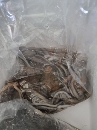 무안정농장님의 작성글 사진