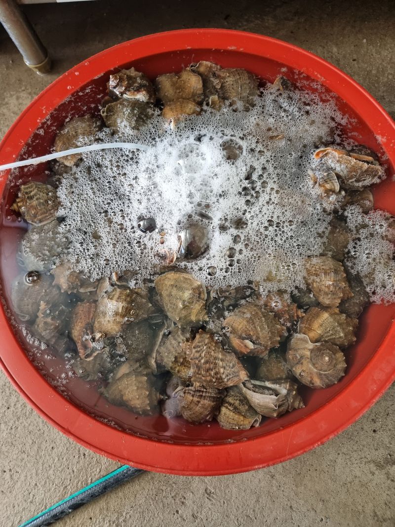 무안정농장님의 장터 판매 상품 [무안 뻘낙지 한접 소중대 섞어서20마리] 첨부 사진