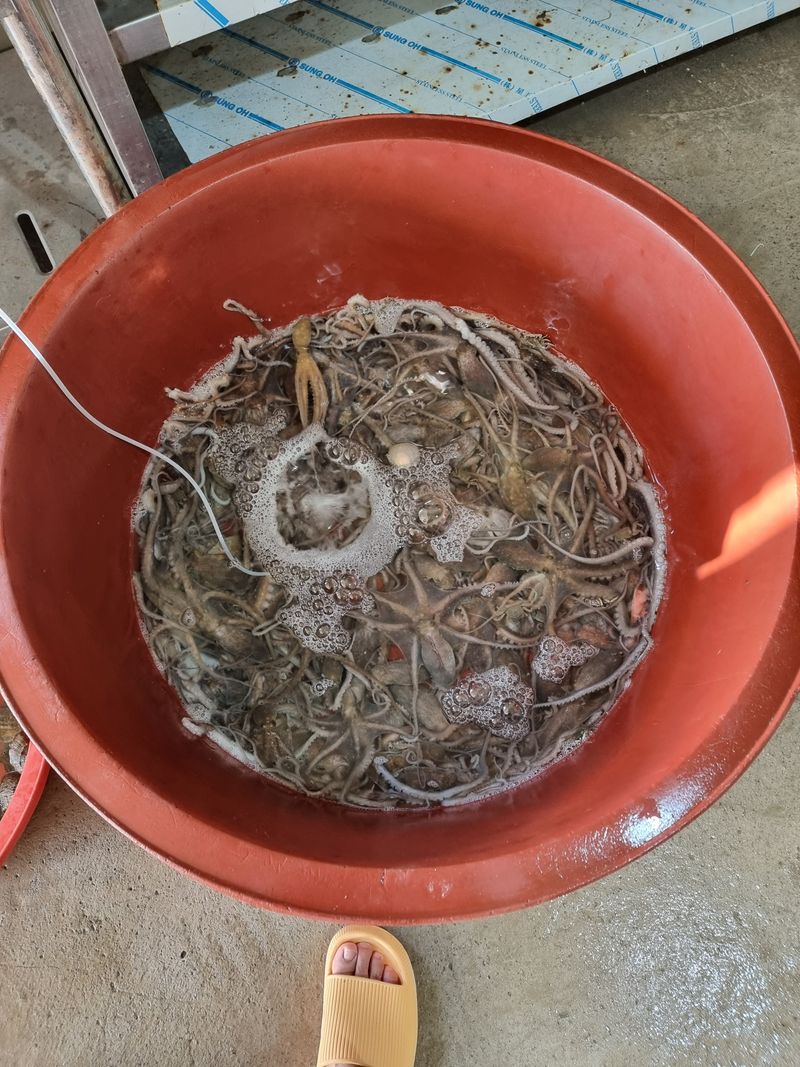 무안정농장님의 장터 판매 상품 [무안 뻘낙지 한접 소중대 섞어서20마리] 첨부 사진