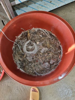 무안정농장님의 작성글 사진