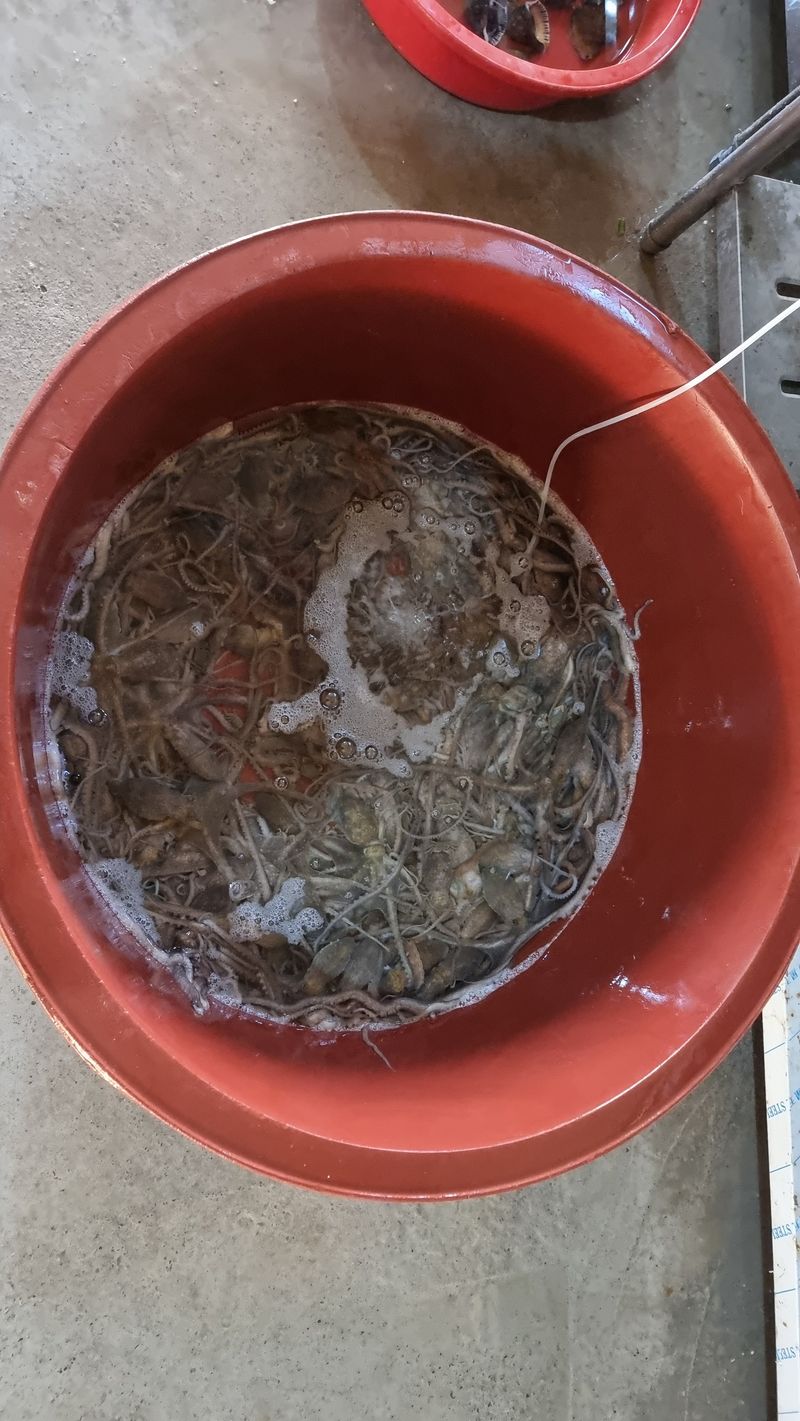 무안정농장님의 장터 판매 상품 [무안 뻘낙지 한접 소중대 섞어서20마리] 첨부 사진