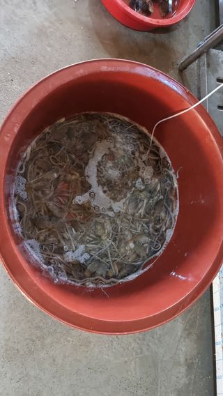 무안정농장님의 작성글 사진