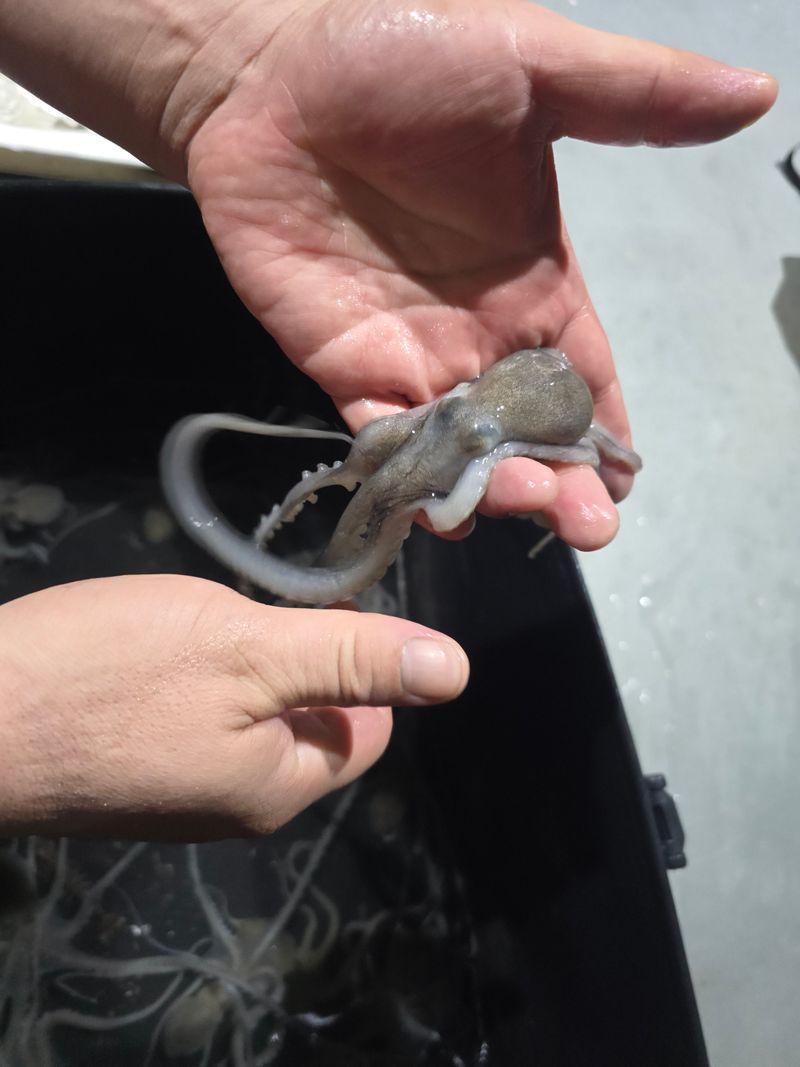 무안정농장님의 장터 판매 상품 [무안 뻘낙지 한접 소중대 섞어서20마리] 첨부 사진