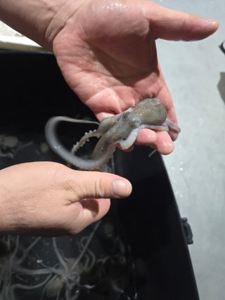 무안정농장님의 작성글 사진