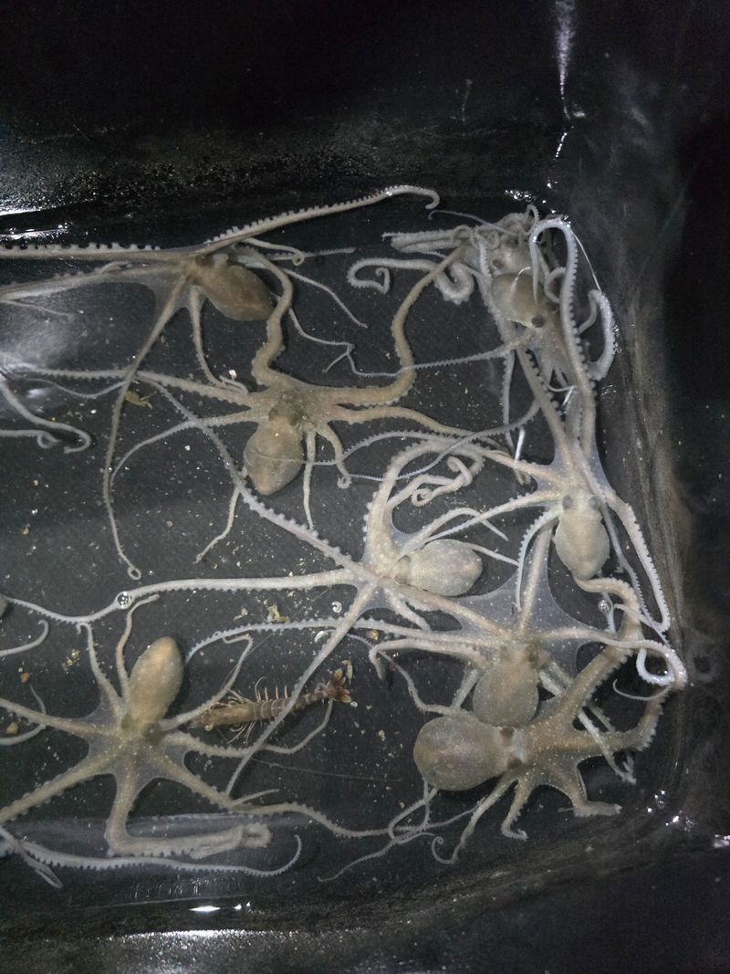 무안정농장님의 장터 판매 상품 [무안 뻘낙지 한접 소중대 섞어서20마리] 첨부 사진