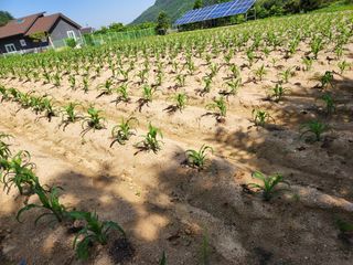 박영길님의 옥수수 · 영농일지 작성글 사진