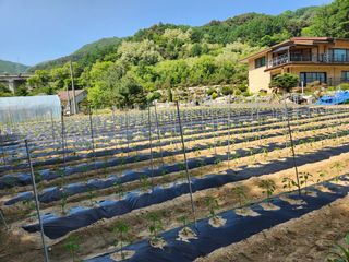 박영길님의 옥수수 · 영농일지 작성글 사진