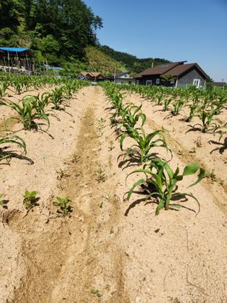 박영길님의 옥수수 · 영농일지 작성글 사진