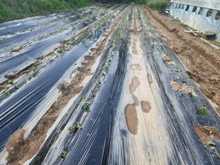 조용오님의 고구마 · 영농일지 작성글 사진
