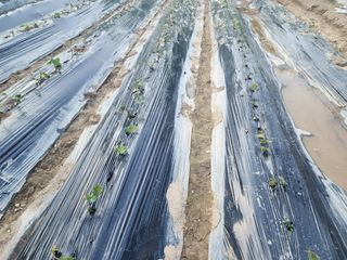 조용오님의 고구마 · 영농일지 작성글 사진