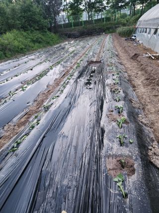 조용오님의 고구마 · 영농일지 작성글 사진