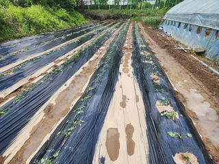 조용오님의 고구마 · 영농일지 작성글 사진