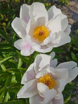 팜모닝 자유주제·자유게시판 게시글 이미지