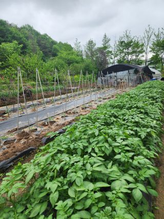 조용오님의 자유주제 · 자유게시판 작성글 사진