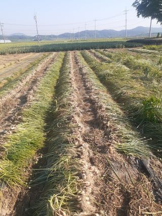 황석면님의 자유주제 · 자유게시판 작성글 사진