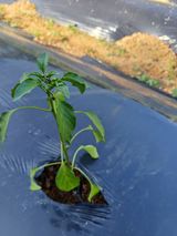 팜모닝 농사, 무엇이든 물어보세요!·참여글 게시글 이미지