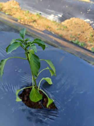 오두막지기님의 농사, 무엇이든 물어보세요! · 참여글 작성글 사진