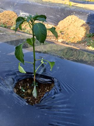 오두막지기님의 농사, 무엇이든 물어보세요! · 참여글 작성글 사진
