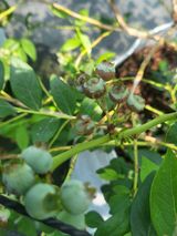 팜모닝 블루베리·병해충상담 게시글 이미지