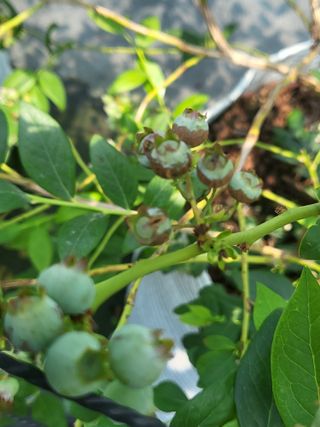 블루베리님의 블루베리 · 병해충상담 작성글 사진