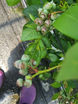 블루베리님의 블루베리 · 병해충상담 작성글 사진