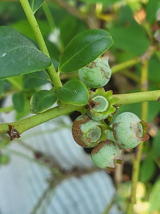 블루베리님의 블루베리 · 병해충상담 작성글 사진