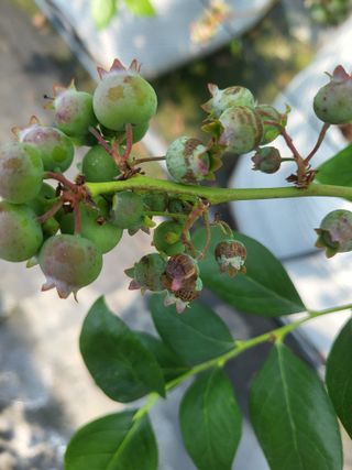 블루베리님의 블루베리 · 병해충상담 작성글 사진