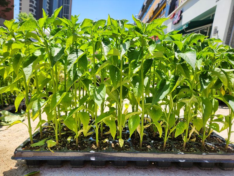 안산제일농약사님의 장터 판매 상품 [폴리아민고추모종 발모에효과 50주 마지막한분] 첨부 사진