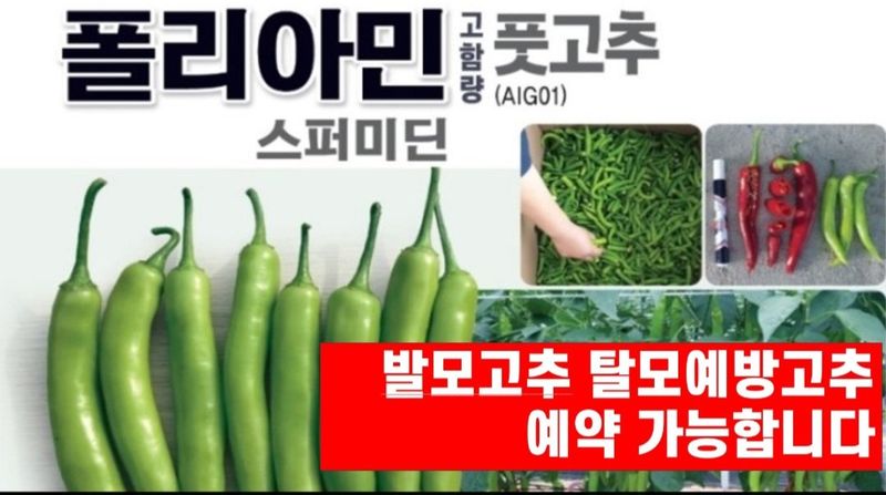 장터 상품 [폴리아민고추모종 발모에효과 50주 마지막한분] 썸네일
