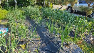 삼례텃밭지기님의 자유주제 · 자유게시판 작성글 사진