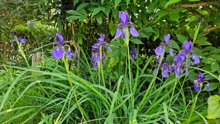 삼례텃밭지기님의 자유주제 · 자유게시판 작성글 사진