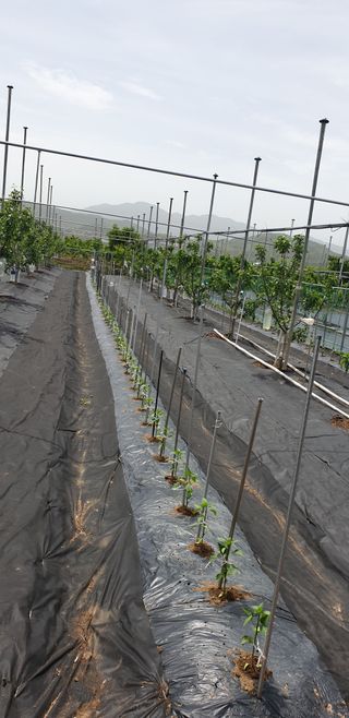 자인면 박덕상님의 팜이웃과 출근/퇴근 같이해요! · 참여글 작성글 사진