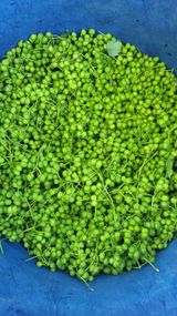 팜모닝 자유주제·자유게시판 게시글 이미지