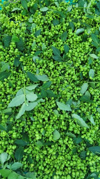 옥그린농장님의 자유주제 · 자유게시판 작성글 사진