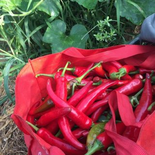 대산농사대장님의 고추 · 비료•농약 작성글 사진