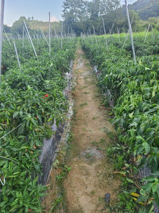 대산농사대장님의 고추 · 비료•농약 작성글 사진