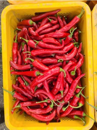 대산농사대장님의 고추 · 비료•농약 작성글 사진