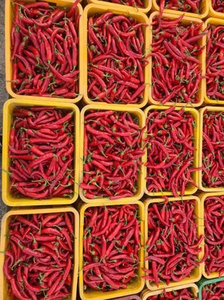 대산농사대장님의 고추 · 비료•농약 작성글 사진