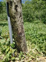 팜모닝 사과·병해충상담 게시글 이미지