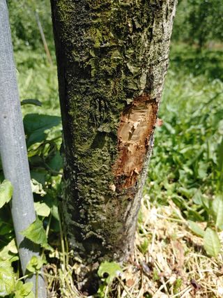 시늘님의 사과 · 병해충상담 작성글 사진