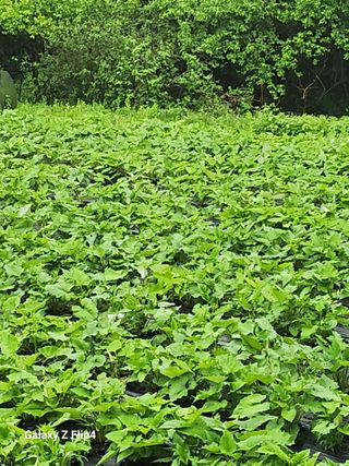 장애경님의 작성글 사진